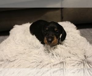 Dachshund Puppy for sale in ANDREWS, IN, USA