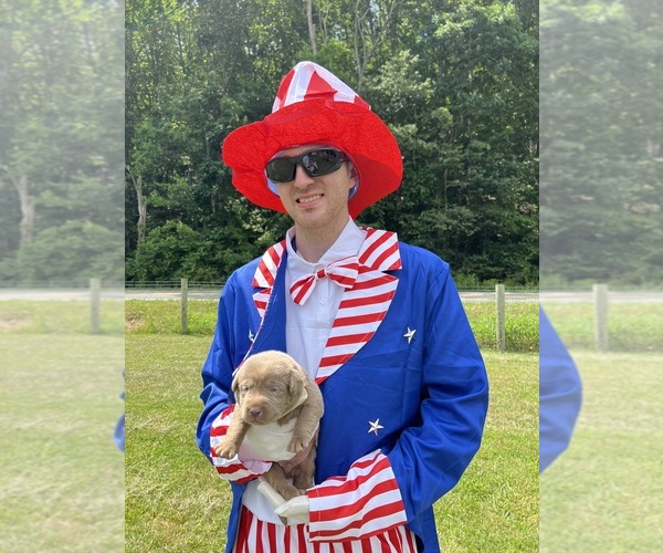 Medium Photo #4 Labrador Retriever Puppy For Sale in NEOLA, WV, USA