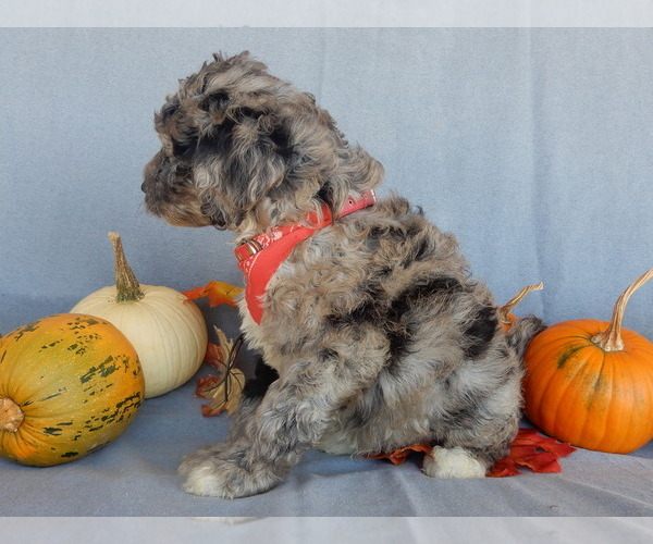 Medium Photo #3 Sheepadoodle Puppy For Sale in MILLERSBURG, OH, USA
