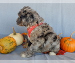 Small #2 Sheepadoodle