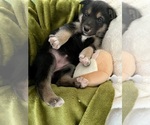Small Photo #2 German Shepherd Dog-Siberian Husky Mix Puppy For Sale in PERRIS, CA, USA