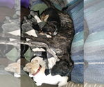 Small #5 Great Dane-Labrador Retriever Mix