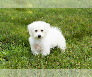 Bichon Frise Puppy for sale in WOLCOTTVILLE, IN, USA