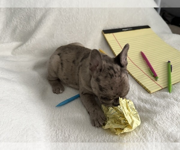 Medium Photo #4 French Bulldog Puppy For Sale in OPP, AL, USA