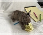 Small #3 French Bulldog