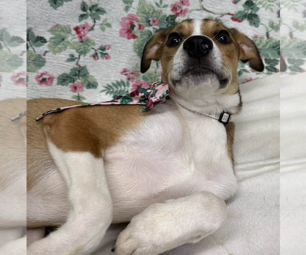 Medium Photo #2 Mutt Puppy For Sale in Wetumpka, AL, USA