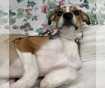 Small #1 Mutt