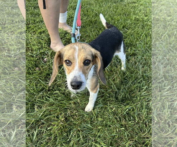 Medium Photo #3 Beagle-Unknown Mix Puppy For Sale in Westwood, NJ, USA