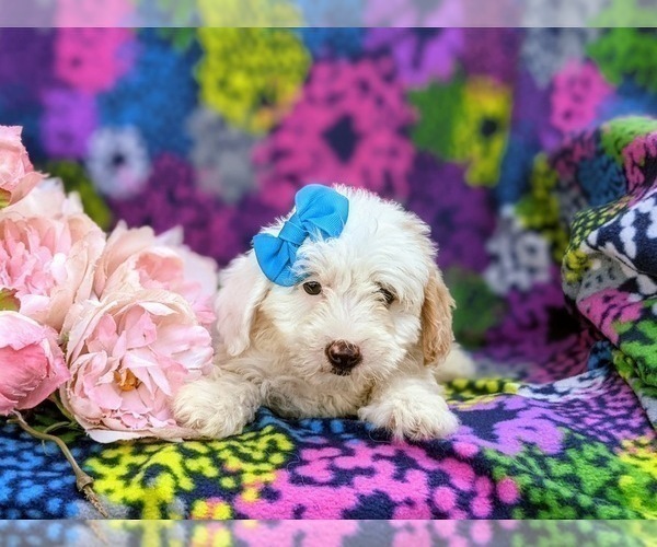 Medium Photo #4 Lhasa-Poo Puppy For Sale in LINCOLN UNIVERSITY, PA, USA