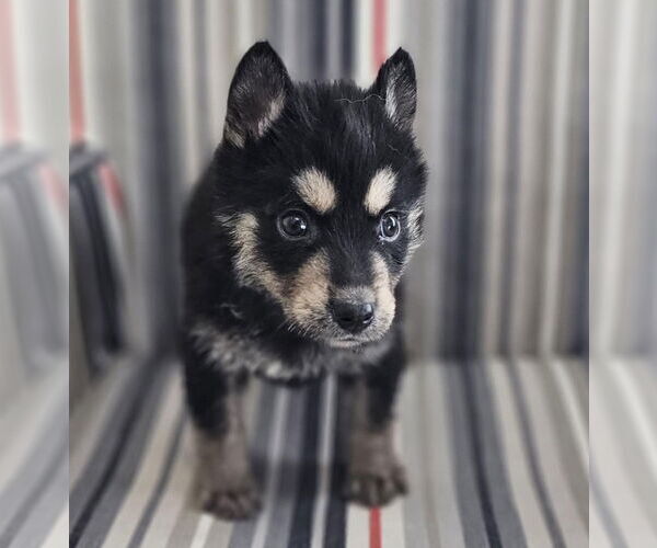 Medium Photo #13 Siberian Husky-Unknown Mix Puppy For Sale in McKinney, TX, USA