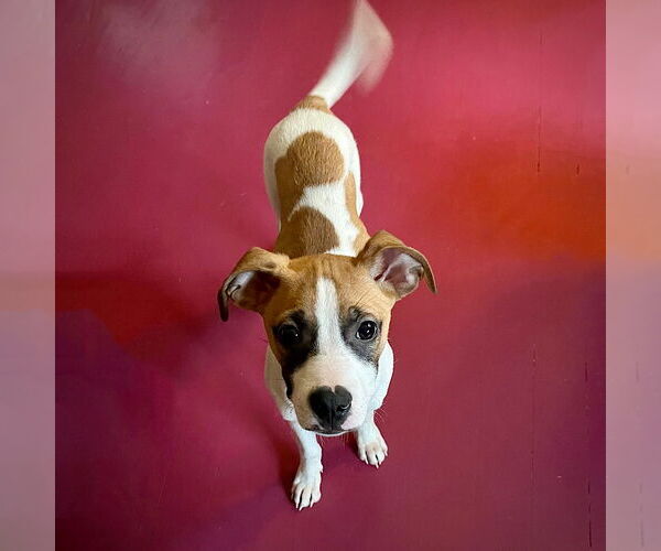 Medium Photo #1 Rat Terrier-Unknown Mix Puppy For Sale in Atlanta, GA, USA