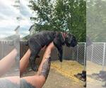Puppy Red Cane Corso