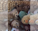 Puppy Jonathan Maltipoo