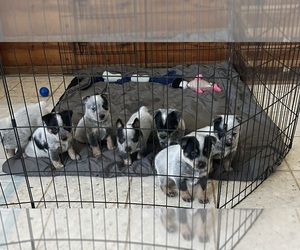 Australian Cattle Dog Puppy for sale in LUBBOCK, TX, USA