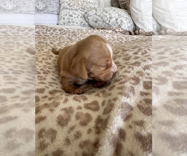 Medium Photo #4 Dachshund Puppy For Sale in SAN DIEGO, CA, USA