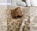 Small #3 Dachshund