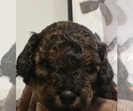Small Photo #15 Poodle (Toy) Puppy For Sale in CORAL SPRINGS, FL, USA