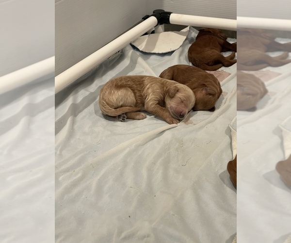 Medium Photo #14 Goldendoodle Puppy For Sale in DALLAS, TX, USA