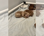 Small Photo #14 Goldendoodle Puppy For Sale in DALLAS, TX, USA