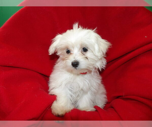 Medium Photo #19 Maltese Puppy For Sale in PATERSON, NJ, USA