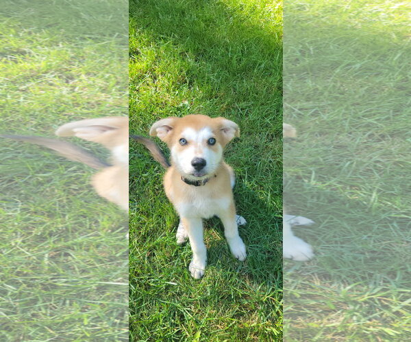 Medium Photo #5 Pyrenees Husky Puppy For Sale in Blairsville, GA, USA