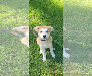 Bluey - Male Pyrenees Husky Dog for Adoption - Photo #5