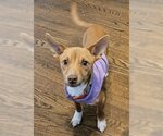 Small Photo #5 Chihuahua-Unknown Mix Puppy For Sale in Arlington, VA, USA