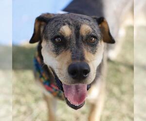 Catahoula Leopard Dog-Unknown Mix Dogs for adoption in San Antonio, TX, USA