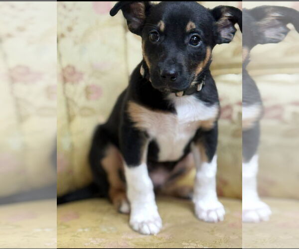 Medium Photo #4 Australian Kelpie-Unknown Mix Puppy For Sale in Rockaway, NJ, USA
