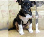 Small #3 Australian Kelpie Mix