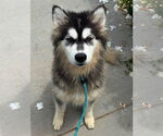 Small Huskies  Mix