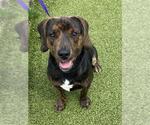 Small Plott Hound Mix