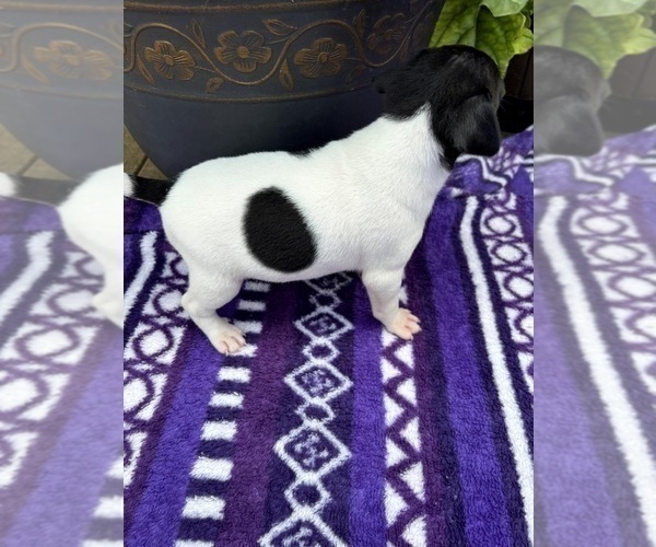 Medium Photo #2 Rat Terrier Puppy For Sale in TAMPICO, IL, USA