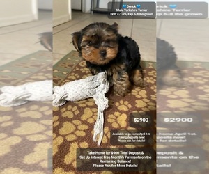 Yorkshire Terrier Puppy for sale in TUCSON, AZ, USA