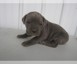 Cane Corso Puppy for sale in AHMEEK, MI, USA