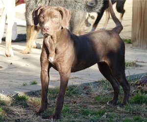 Violet - Female Labrador Retriever-Unknown Mix Dog for Adoption - Photo #3