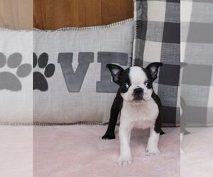 Boston Terrier Puppy for sale in WARSAW, IN, USA