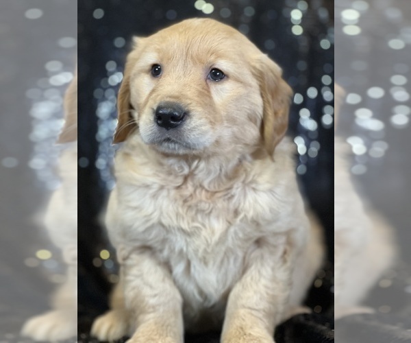 Medium Photo #2 Golden Retriever Puppy For Sale in FORT PLAIN, NY, USA