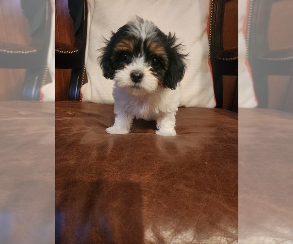 Medium Photo #2 Papitese Puppy For Sale in ORANGEBURG, SC, USA
