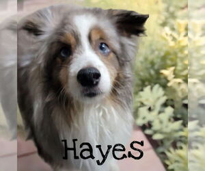 Border Collie Dogs for adoption in Highland, IL, USA