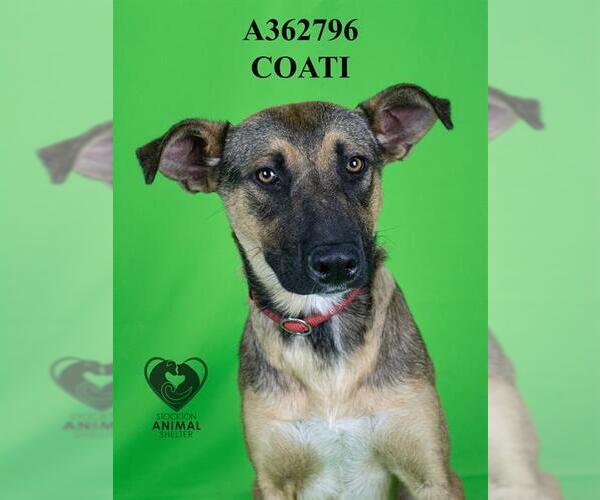 Medium Photo #2 German Shepherd Dog Puppy For Sale in Stockton, CA, USA