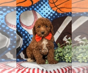 Poodle (Toy) Puppy for sale in LINCOLN UNIVERSITY, PA, USA