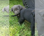 Small Photo #21 Labrador Retriever Puppy For Sale in OLYMPIA, WA, USA