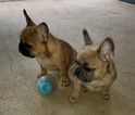 Small Photo #2 French Bulldog Puppy For Sale in SPANISH FORT, AL, USA
