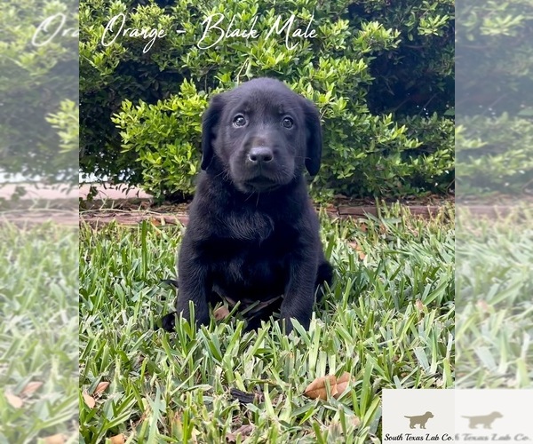 Medium Photo #2 Labrador Retriever Puppy For Sale in SEGUIN, TX, USA
