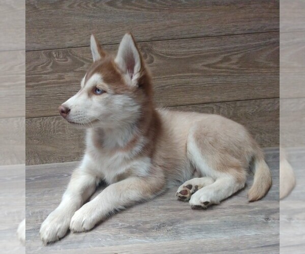 Medium Photo #2 Siberian Husky Puppy For Sale in SEYMOUR, MO, USA