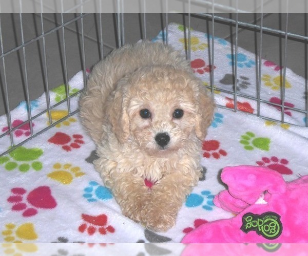 Medium Photo #7 Poodle (Miniature) Puppy For Sale in ORO VALLEY, AZ, USA