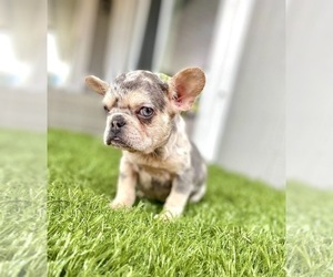French Bulldog Puppy for sale in TAMPA, FL, USA