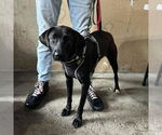 Small #1 Lab-Pointer