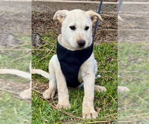 GURU - Male German Shepherd Dog-Unknown Mix Dog for Adoption - Photo #13